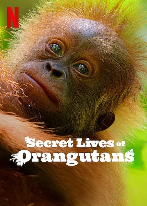 Secret Lives of Orangutans ชีวิตลับอุรังอุตัง